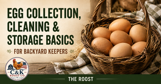 Egg Collection, Cleaning & Storage Basics for Backyard Keepers