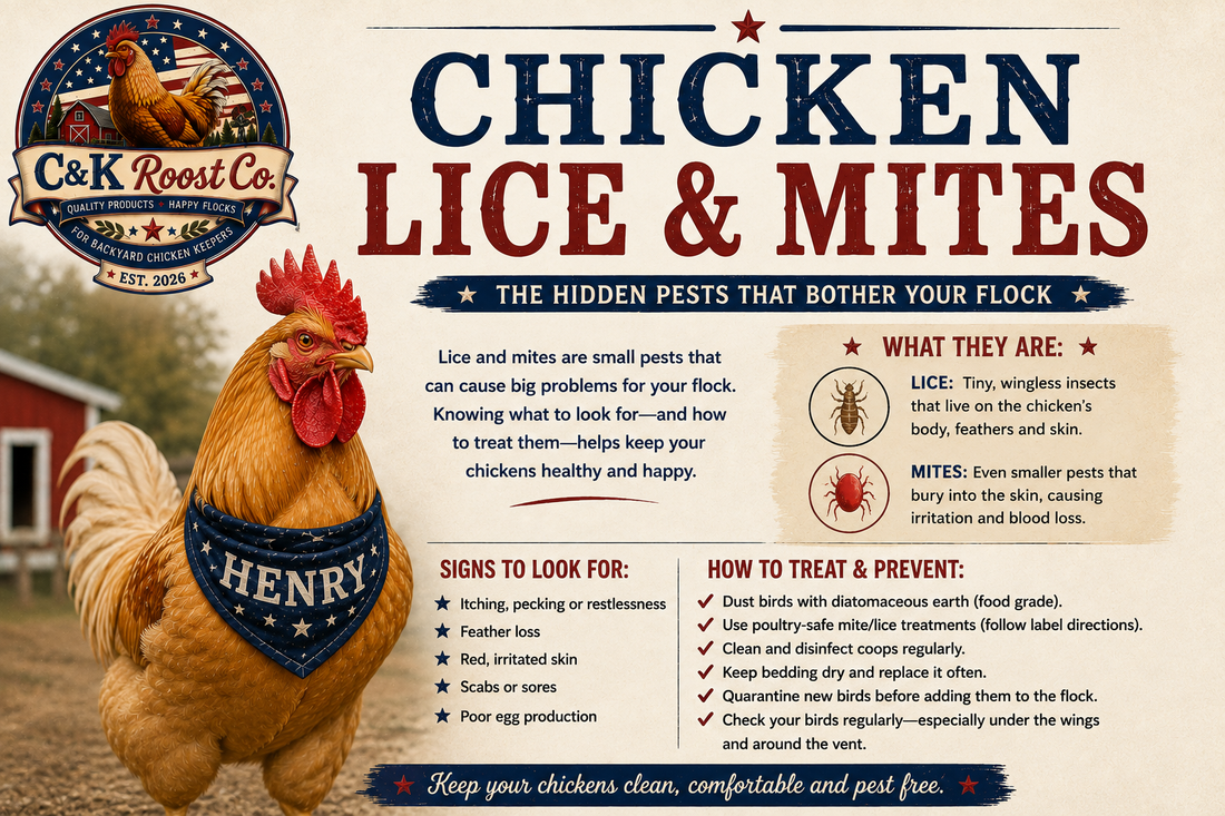 Chicken lice and mites identification and prevention — C&K Roost Co.