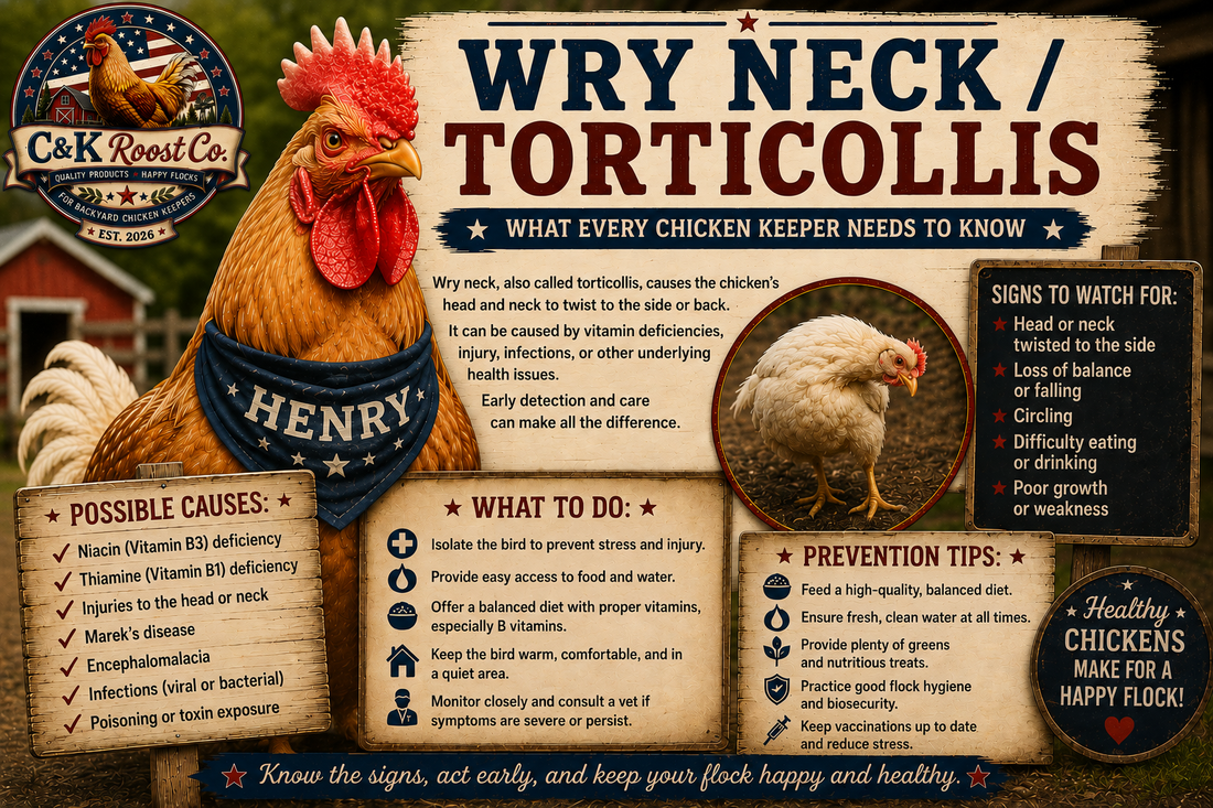 Wry neck and torticollis information for backyard chicken keepers — C&K Roost Co.