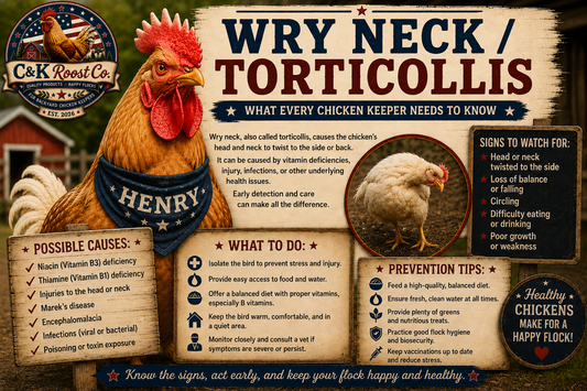 Wry neck and torticollis information for backyard chicken keepers — C&K Roost Co.