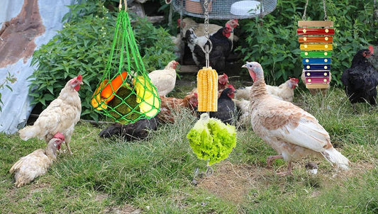 Chicken enrichment toy set with xylophone, skewers and treat holder
