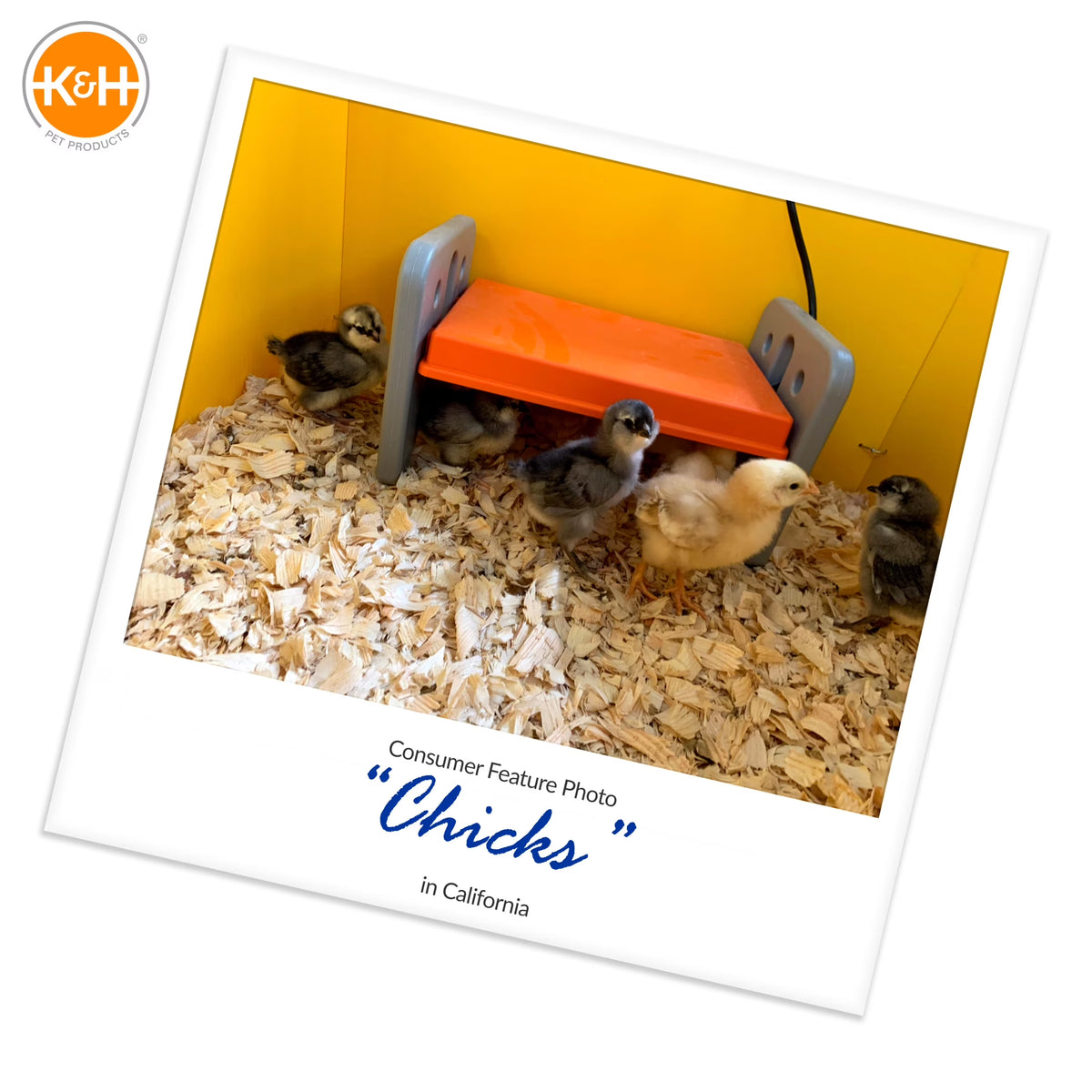 K&H small Thermo-Poultry brooder for up to 15 chicks